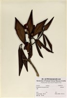 藏品(臺灣杜鵑)的圖片